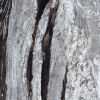 Керамогранит COPACABANA EMPEROR LAPP/RETT 81059 120x120 от AVA Ceramica (Италия)