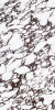 Керамогранит BOOKMATCH CALACATTA VIOLA A POLISHED 160x320x0.6 от Ascale (Испания)